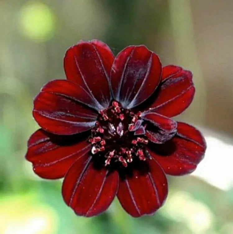Chocolate Flowers Seeds